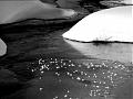 inn  //  engadin ice