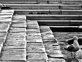 körniges nachsehen  //  venedig analog