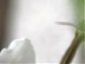 vision BLANCHE  //  weisse unschuld - letzter lebenssaft...