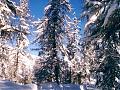 winter  //  sils maria.engadin