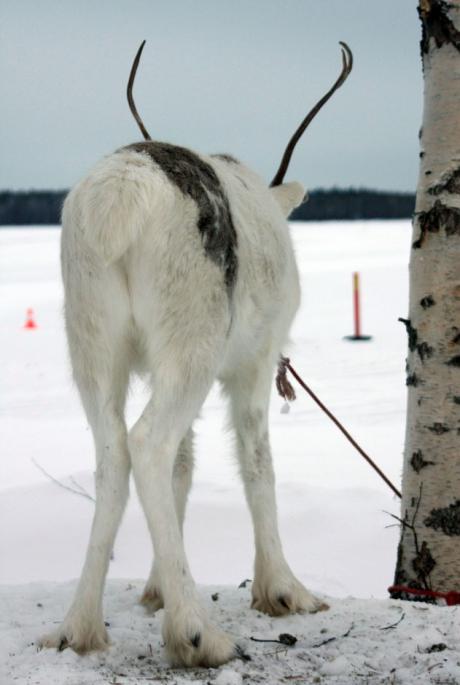 ...der welt die hinterseite zeigen  //  lulea 2009