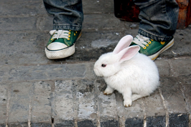 2 mal 2 schnelle füsse  //  petit lièvre in china