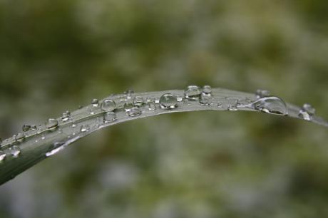 perlen!  ossia weinende waldgräser