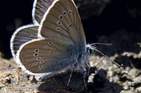 blauer mondbewohner