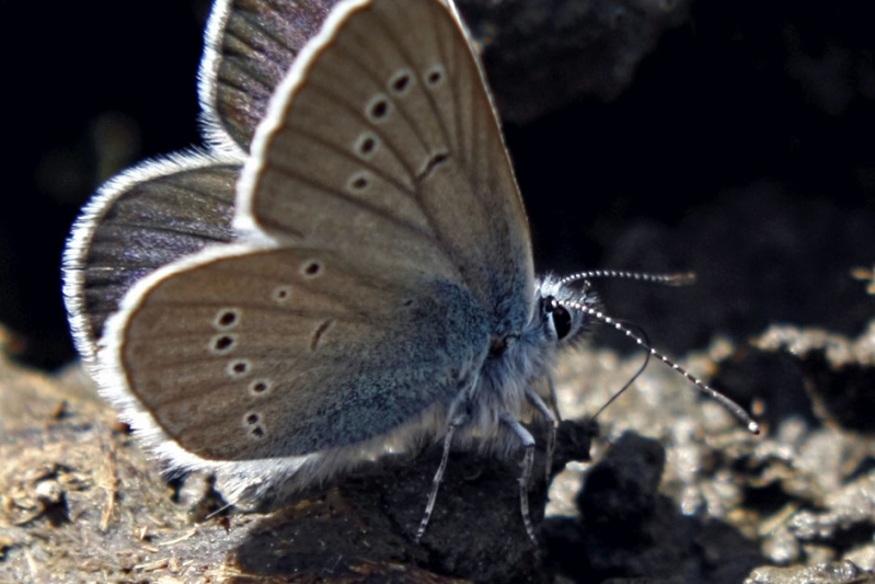 blauer mondbewohner