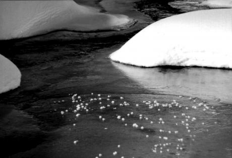 inn  //  engadin ice