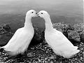 entchenliebe  //  doch eigentlich sind es ja gänse :-)  
