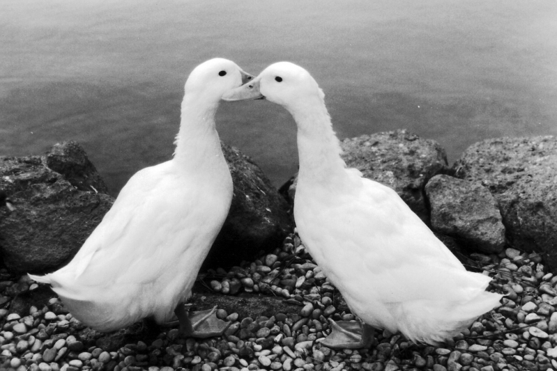 entchenliebe  //  doch eigentlich sind es ja gänse :-)  