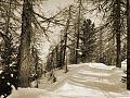 hä(n)schen klein geht allein in den tiefen wald hinein...  //  petit lièvre im wald und froh!
