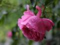 'o röschen rot' - oh weh... this post is for all highly sensitive people :-) 