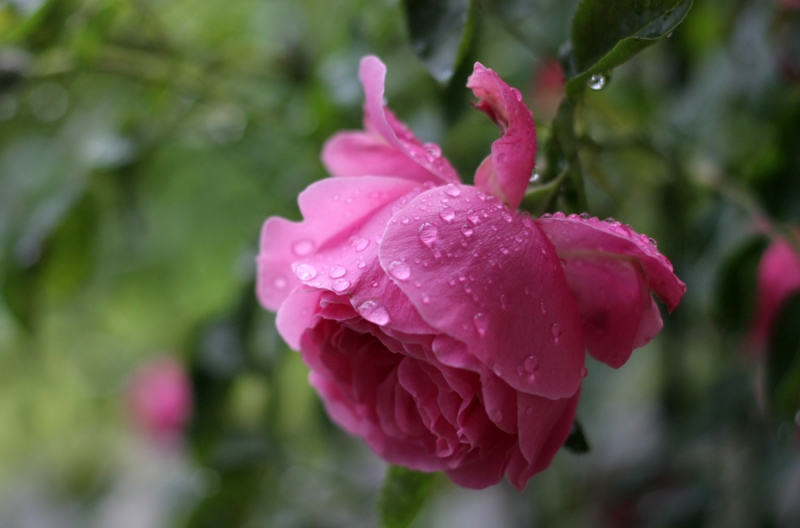 'o röschen rot' - oh weh... this post is for all highly sensitive people :-) 