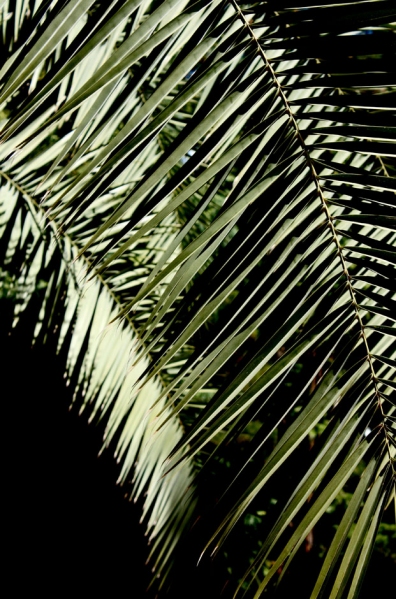 madrid  //  im botanischen garten