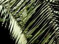 madrid  //  im botanischen garten