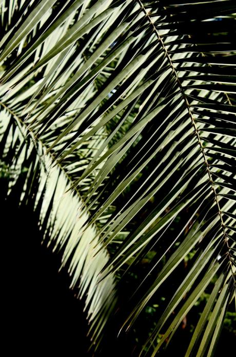 madrid  //  im botanischen garten