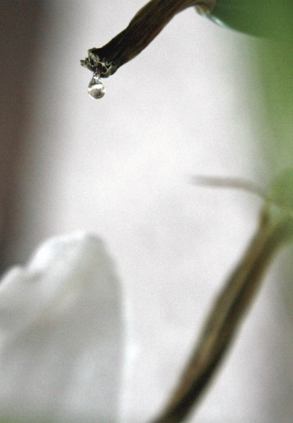 vision BLANCHE  //  weisse unschuld - letzter lebenssaft...