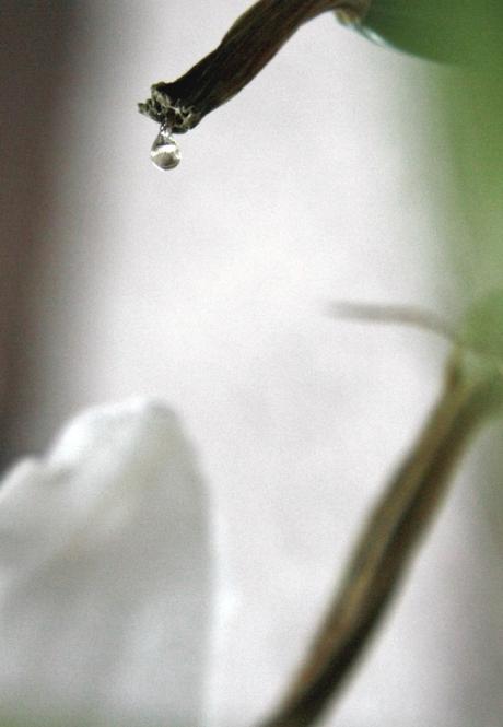 vision BLANCHE  //  weisse unschuld - letzter lebenssaft...
